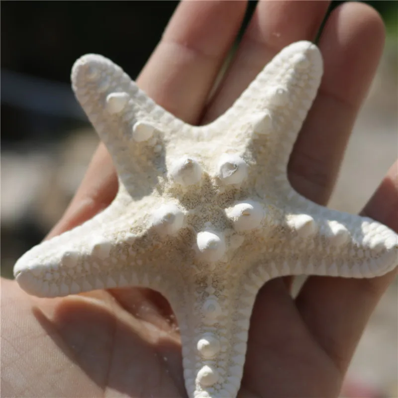 2 шт. Морская звезда натуральная раковина большая Паровая булочка Оверлорд