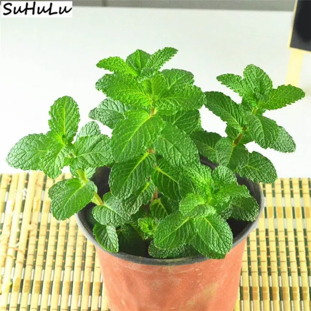 Big Sale Spearmint Peppermint Edible Bonsai 200 Pcs Mint Plants Flower