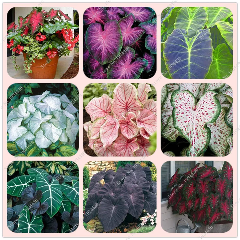 

1Bag 50pcs Hot Sale JAPANESE Caladium bicolor Seeds Bonsai Cherry Tomato balcony rare flower Seeds Home & Garden Free Shipping