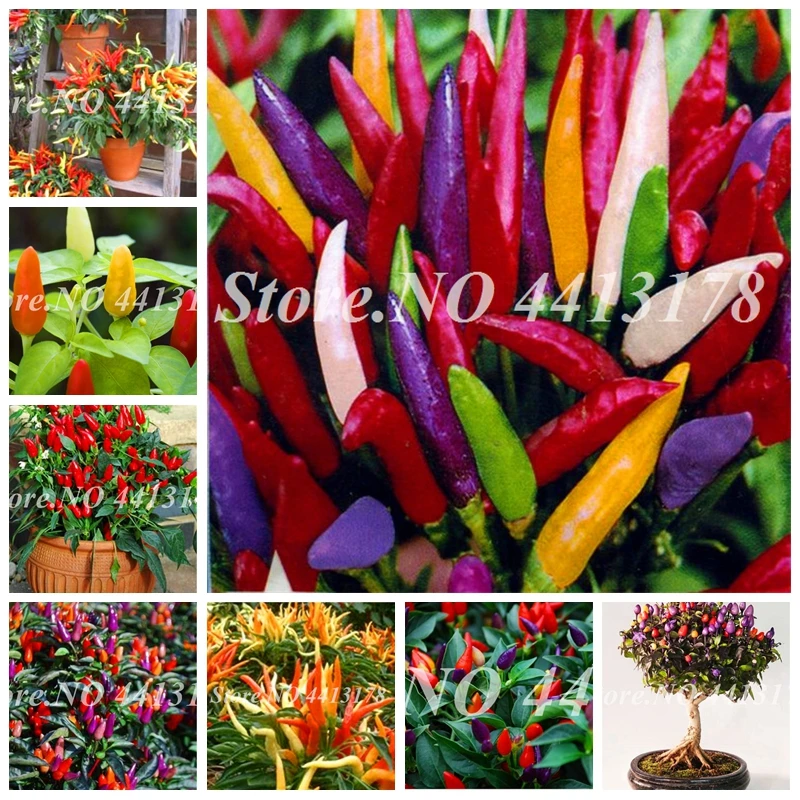 

New Arrival 1000 pcs Giant Spices Spicy Red Chili Hot Pepper Bonsai Plants potted bonsai garden courtyard balcony Potted plant