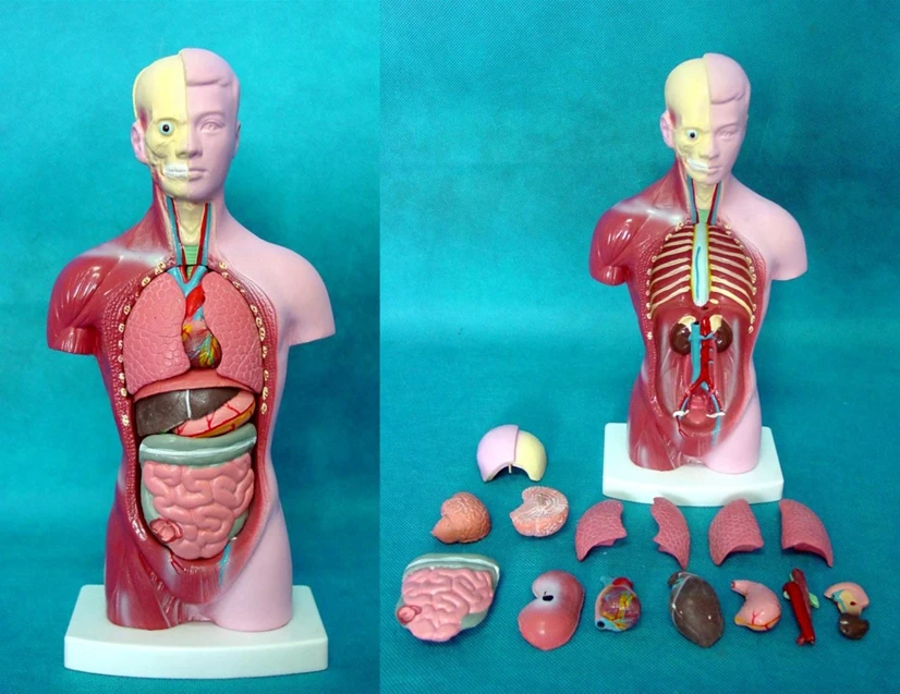 28CM Male Torso model Human Anatomy simulation model Medical Teaching free shipping-in Medical ...