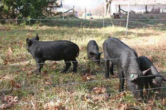 Pigs-solution