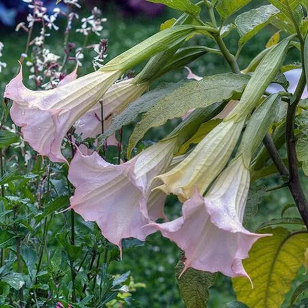50pcs Tree Bonsais Dwarf Brugmansia Angel's Trumpets Bonsai Datura Home