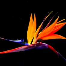 free ship Houseplants Strelitzia reginae seed long flowering bird of paradise seeds 40 particles
