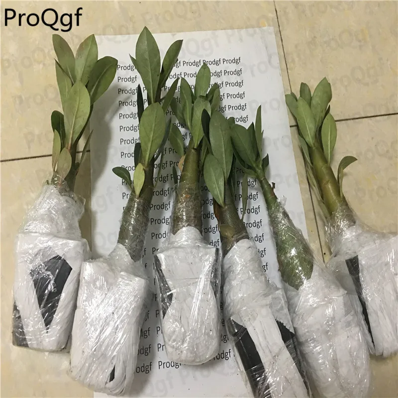 

Prodgf 5Pcs A Set