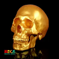 Человека. черепа модель медицинского моделирование учебного оборудования смолы череп орнамент подарок YTTG007
