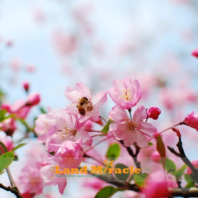 Anese Pink Cherry Blossom Tree Garden Inspiration Online 20seeds Pack Amazing Pink Cherry Tree Anese
