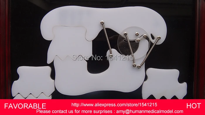 

TMJ PRESENTATION PLATE TEETH ACCESSORIES-GASEN-DEN053