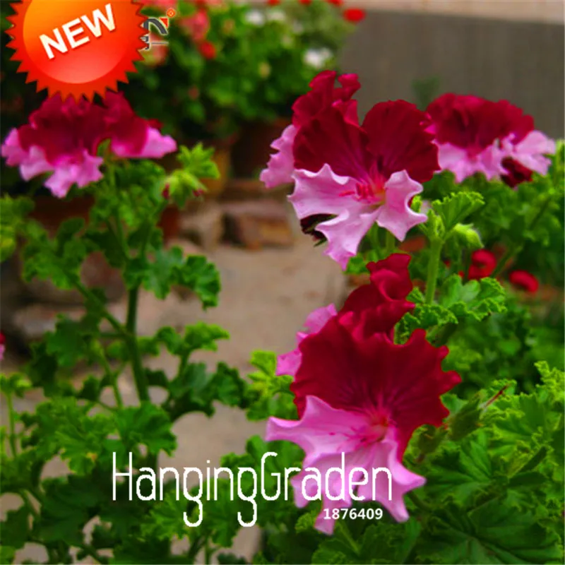 

New Arrival!20 Pcs/Lot Color Geranium Bonsai, Perennial Flower Plant Pelargonium Graveolens Flowers for Rooms,#2FVDOX