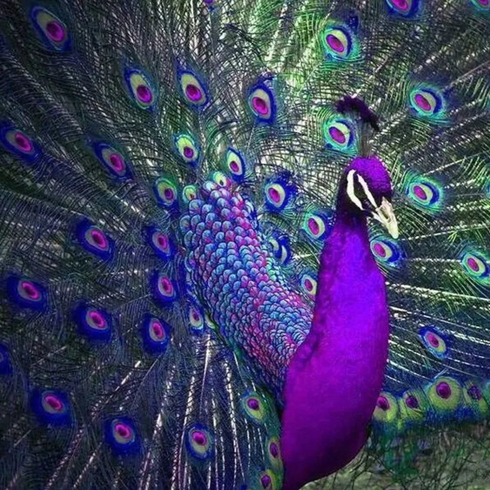 

Full Drill DIY 5D Diamond Painting Purple Peacock Screen Cross Stitch Diamond Embroidery Patterns Rhinestones Mosaic 30x30cm