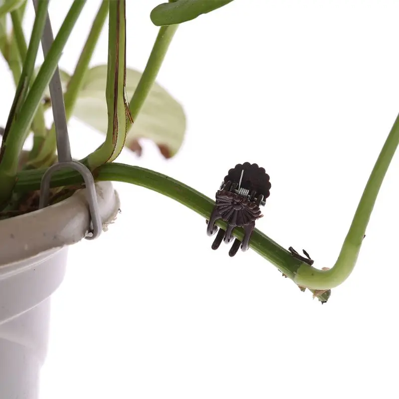 100 шт. Орхидея клипсы с ромашками Садовый цветок растение лоза поддерживающие зажимы держат растение опрятное растение поддерживающие растения клипсы