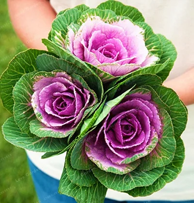 капуста декоративная кай и герда. капуста декоративная крейн. брассика физер квин. санрайз. капуста крейн биколор f1 декоративная.