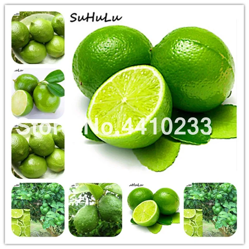 

30Pcs Green Lemon Bonsai Fruit Garden Terrace Outdoor Orchard Farm Family Pot Bonsai Tree Lime Plant For Flower Pot High Vitamin