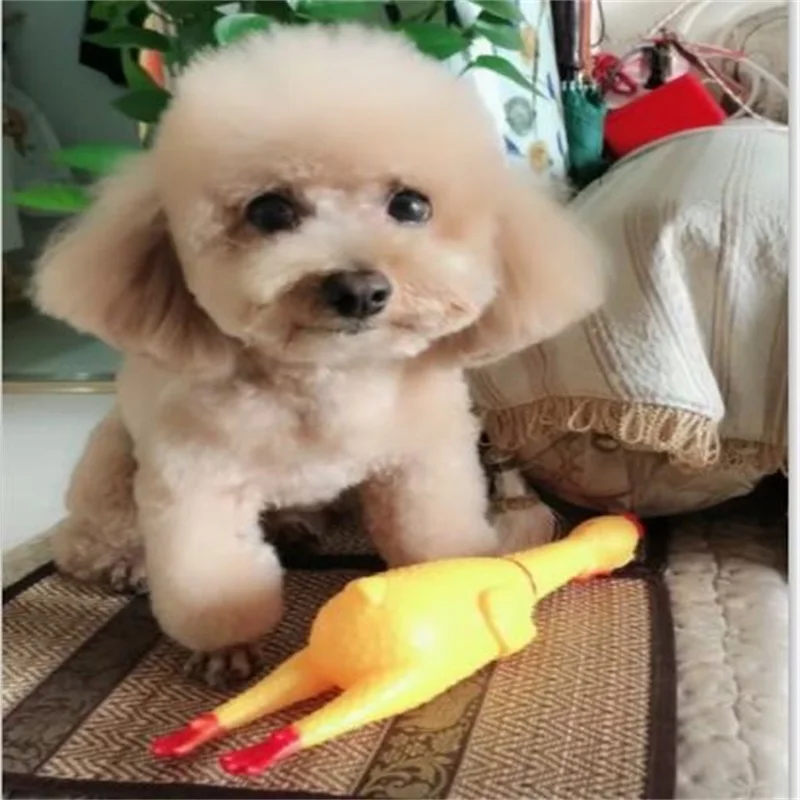 

Event & Party Supplies Children's toys photographic props The screams of chicken Pet dog toys, 1pcs