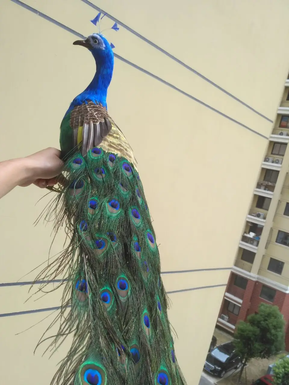 Купить Павлина В Ростовской Области На Авито