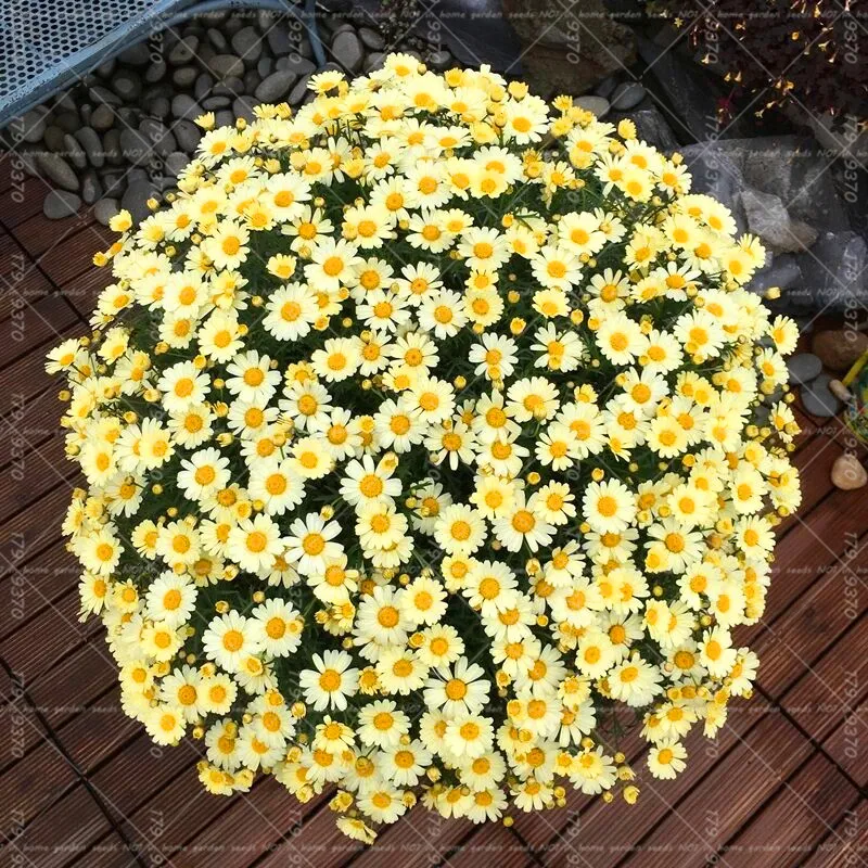 

100pcs Yellow Daisy Bonsai Plants Bonsai Flower Bellis perennis chrysanthemum flowers indoor potted plant DIY home garden