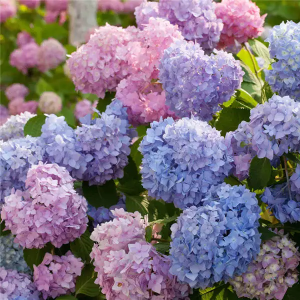Bonsai 20 Pcs Multiple Color Choice Hydrangea Bonsai Perennial Flower Plant Hydrangea Balcony Ornamental Garden Decoration Plant