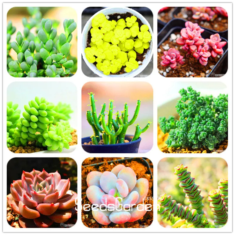 

Loss Promotion!99 Kinds Rare Succulents Garden Lithops Plantas Pseudotruncatella Office Bonsai Plants Flower Flores 100 PCS/Lot