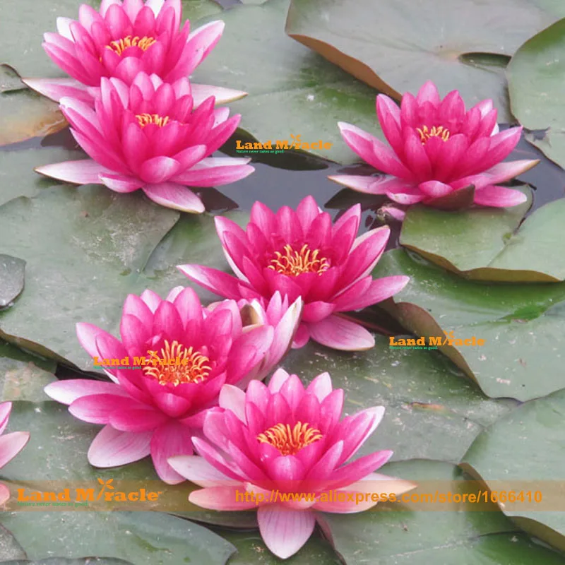 Online Buy Wholesale egypt flowers from China egypt flowers Wholesalers