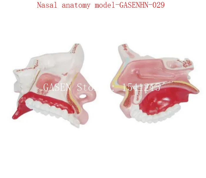 Отдел Ent нос модели внутренней структуры лица анатомия модель медицины носовые Анатомия model-GASENHN-029
