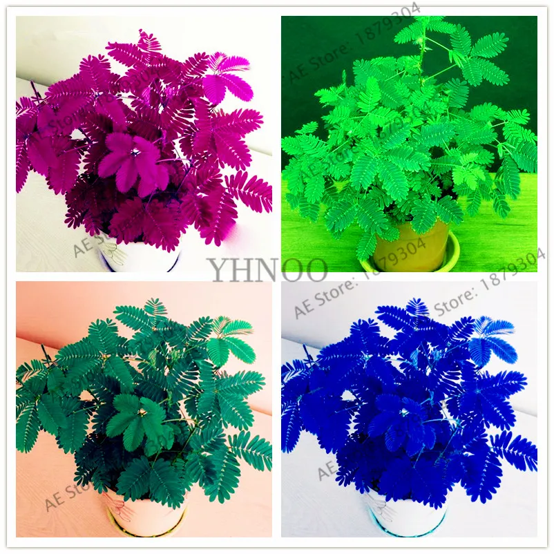 

20pcs/bag Mimosa flores perennial bonsai Bashful grass plantas,sensitive Plant for home and garden decoration