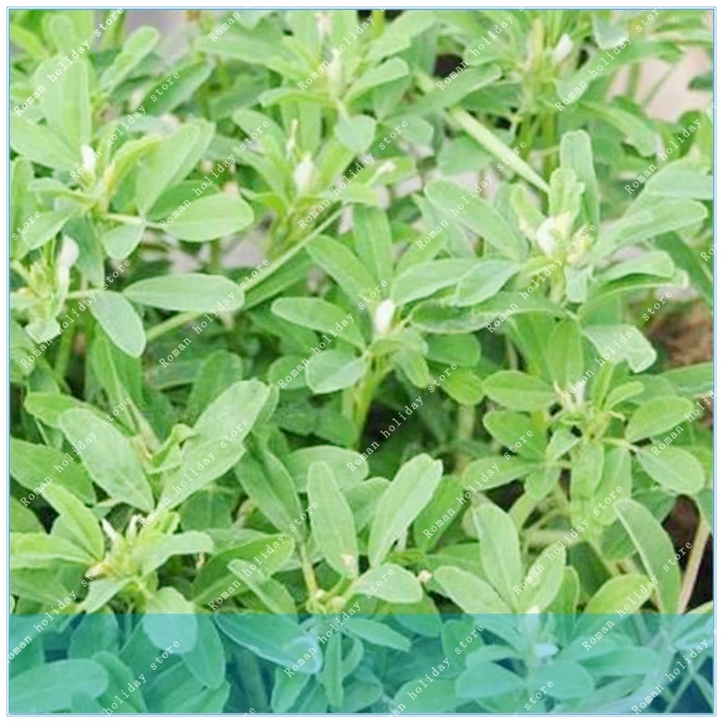 

Buy Common Fenugreek Semente 100pcs Plant Chinese Trigonellae Herb For Hu Lu Ba