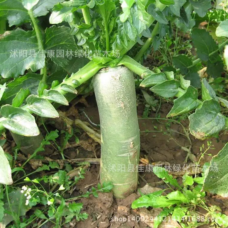 

radiplanth plantcattered planting balcony called mixed type radiplanth plant 200g / Pack