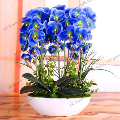 Новое поступление! фаленопсис сад, редкие комнатные растения бонсай цветок flores, 20 шт./пакет орхидеи растения,# A4QSOD - Цвет: 3