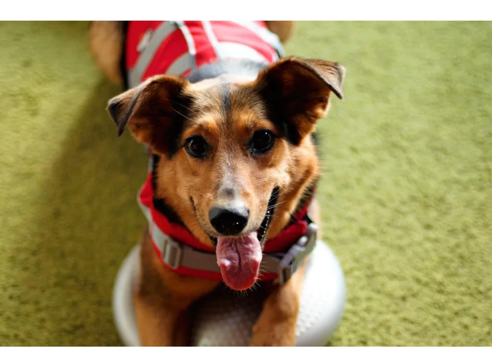 JANPET, 3 цвета, летний спасательный жилет для собак, 3 м, светоотражающий спасательный жилет для домашних животных, одежда для безопасности собак, водонепроницаемый жилет для собак S-XXL