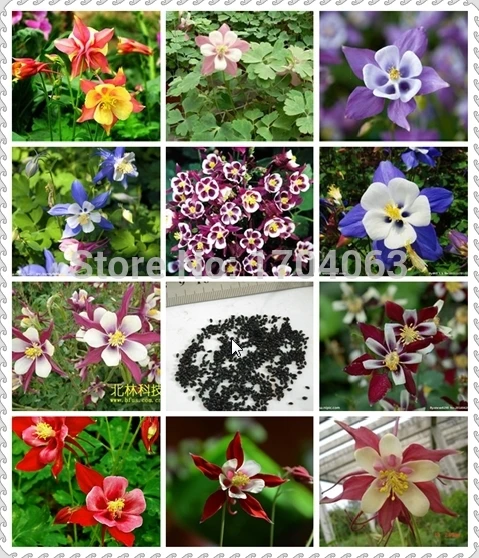 

Wholesale Mixed Aquilegia Bonsai Long Bloom Season Hardy Flower Beautiful Bonsai Flower For Home Garden 100 Pcs/Bag