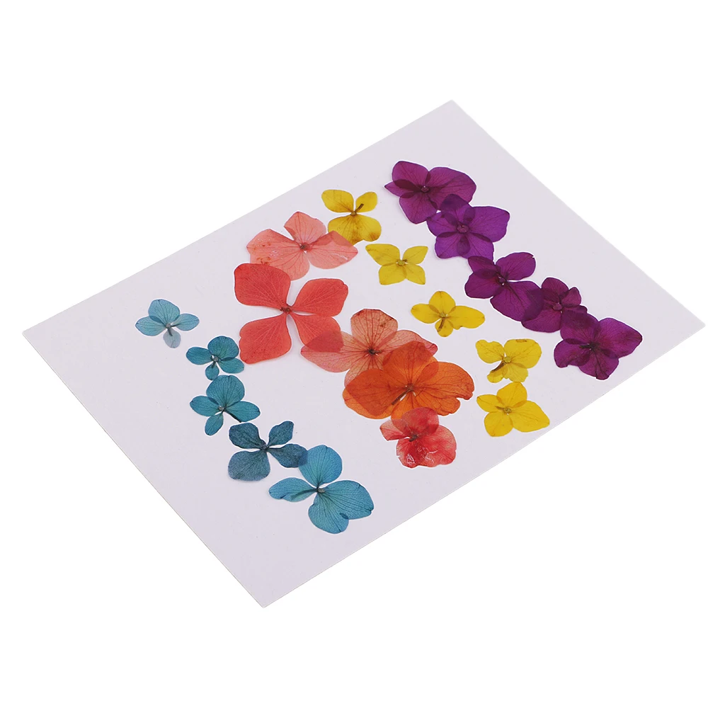 20 Pieces Pressed Natural Dried Flowers Hydrangea Embellishment For DIY Phone Case Handmade Specimen Craft