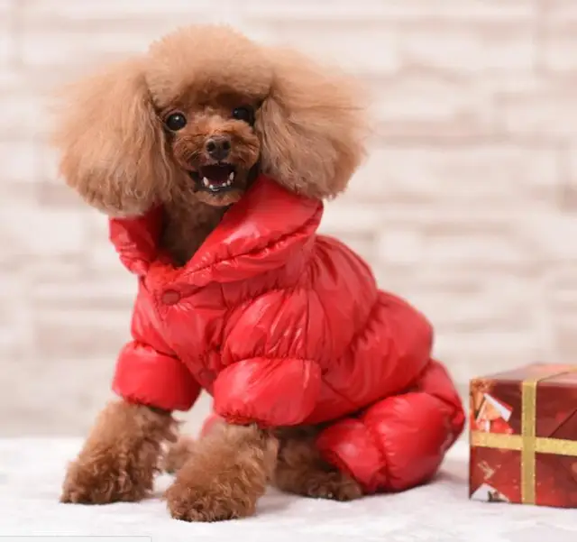 Buy Winter Pet Clothes Dog Down Coat Puffy Jacket for