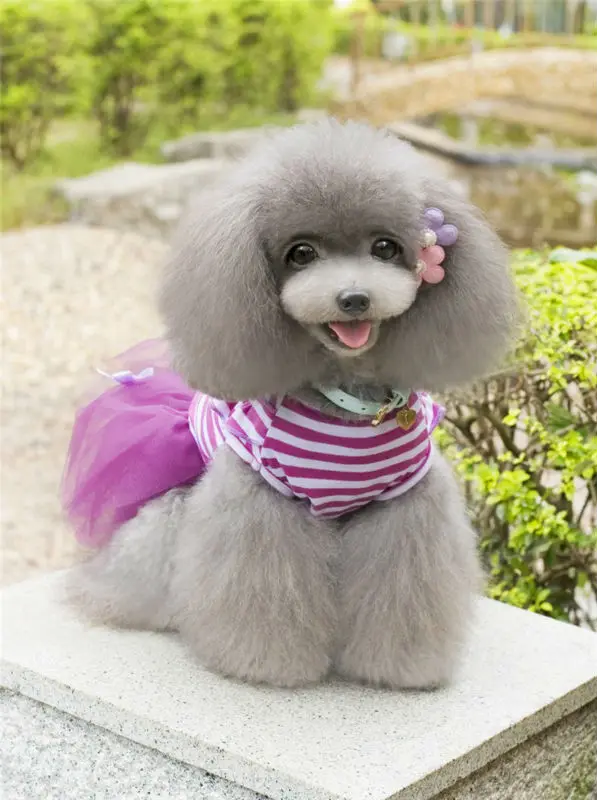 Y04_Sweaty_Small_Dog_Dress_Cute_Pet_Dog_Puppy_Stripe_Bow_Lace_Tutu_Dress_Princess_Pet_Skirt_for_Chihuahua_Yorkshire_ (2)
