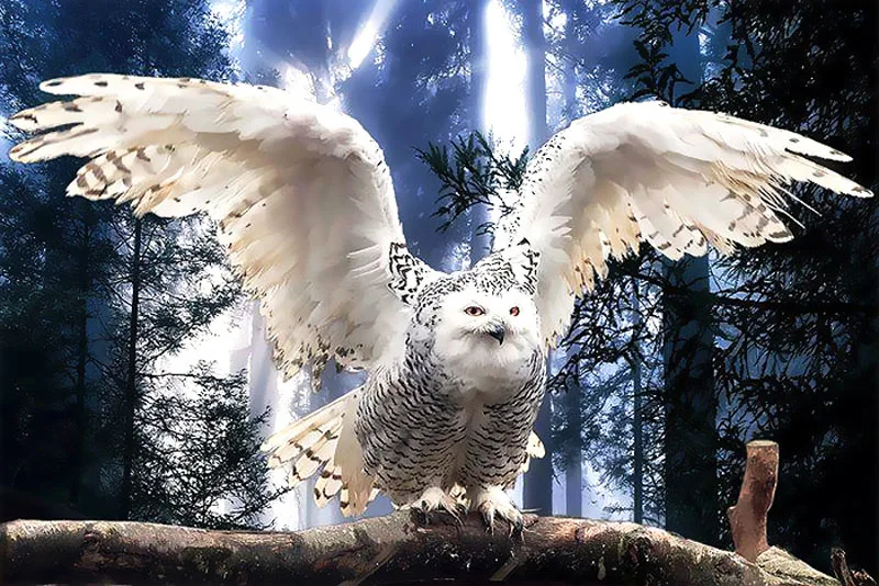 animal-spirit-quiz