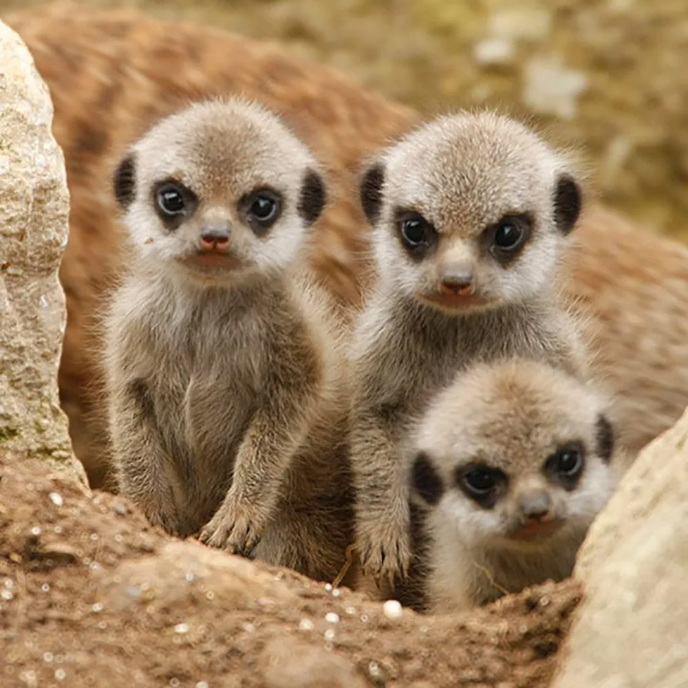 

DIY 5D Full Diamond Painting Cross Stitch meerkat Mosaic Diamond Embroidery Needlework Patterns Rhinestone kits
