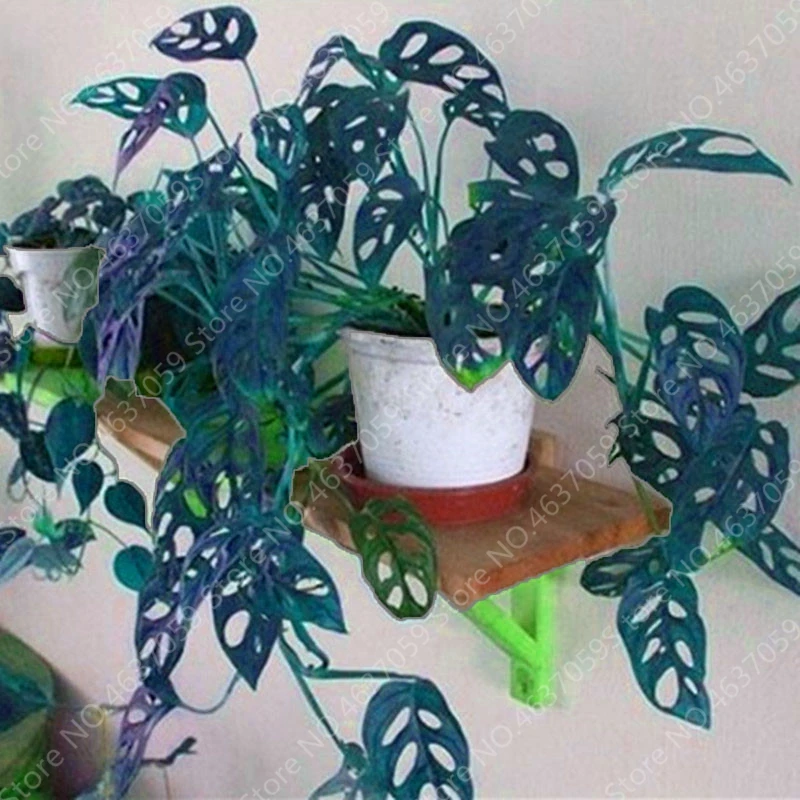 100 Pcs/ bag Rare Palm Turtle Leaves Monstera Bonsai Outdoor Potted Plant Tree Bonsai Mix Home Perennial Foliage Plants Flower 100 Pcs/ bag Rare Palm Turtle Leaves Monstera Bonsai Outdoor Potted Plant Tree Bonsai Mix Home Perennial Foliage Plants Flower