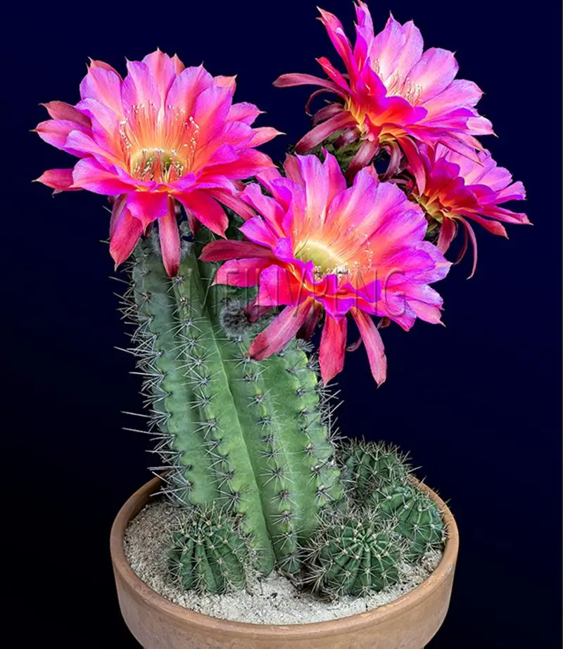 кактус с цветами. кактус эхинокактус грузони красный. Sulcorebutia frankiana wr 290. эхинопсис цветение. кактус с цветами.