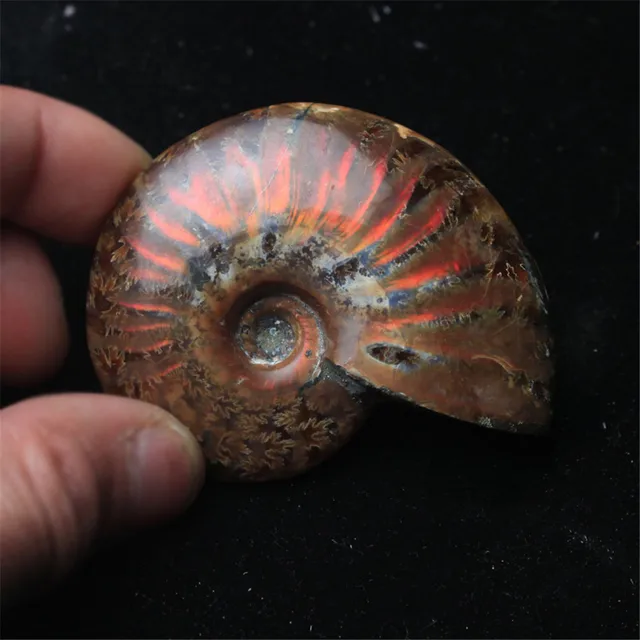 Best Offers Spiral Ammolite Natural Ammonite Fossil Pure Natural Handicraft Pieces Played On Palms Nice Gift For Stone Collection 2.6-3.5cm 