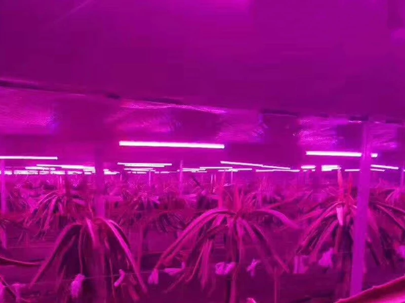 ReBlue Led Grow светильник расти светодиодные лампы 7 Вт растительная лампа для выращивания светильник для растений полный спектр для выращивания растений в помещении AC220V T5 лампы для растений