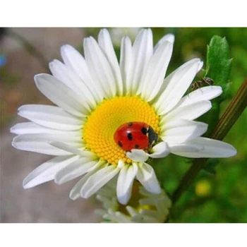 

Diamond Embroidery Flowers Full Square Drill Needlework 5D DIY Diamond Painting Cross Stitch Floral Handicraft Home Decor