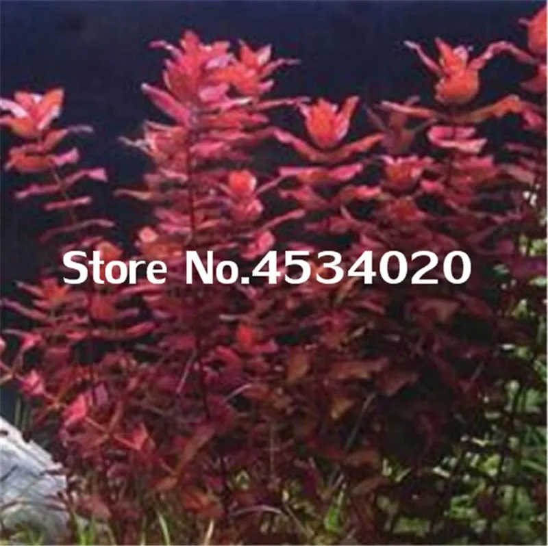 1000 pcs Rare Aquarium Planter Java Moss Grass bonsai Raros Gifts Plants Aquario Fish Tank Aquatic for Home Garden decoration 1000 pcs Rare Aquarium Planter Java Moss Grass bonsai Raros Gifts Plants Aquario Fish Tank Aquatic for Home Garden decoration