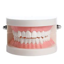 Зубные исследование преподавание Зубы Модель кариеса зубов Средства ухода за мотоциклом образование Стоматолог оборудование