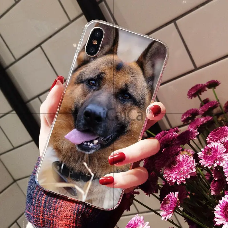 german shepherd dog