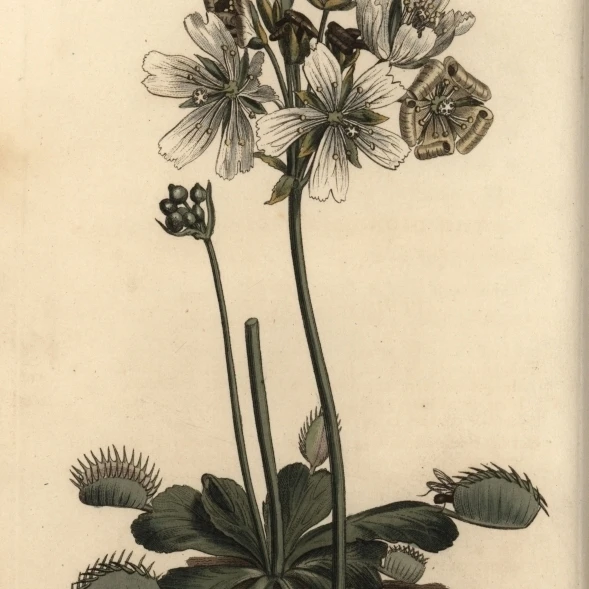 Venus Flytrap  Dionaea Muscipula  Carnivorous Plant Poster Print By <ALIMT >&reg;</ALIMT> Florilegius Mary Evans (24 X 36)