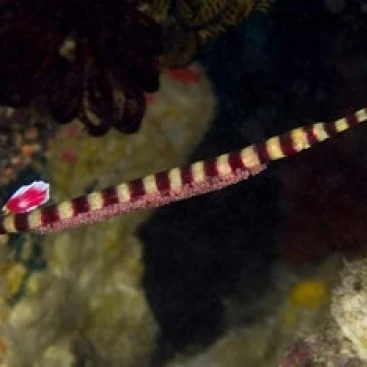 Pipefish Poster Print by Jaynes Gallery (26 x 18)