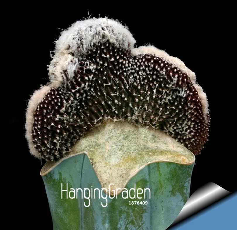 Установленные сроки! 100 шт./упак. мини кактус растения(Астрофитум) суккуленты растения семена бонсай DIY для домашнего сада Редкие цветок Flores,# G5JNGP