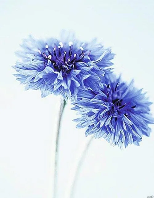 Cornflower-Diamond-Embroidery-3D-Round-Diamond-Painting-Cross-Stitch-Kits-Blue-Flower-DIY-Diamond-Mosaic.jpg_640x640