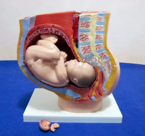 

Medical teaching model Sagittal Anatomy of Female Pelvis Model, Pelvis with Fetus model 4 parts,Uterus model Tool part