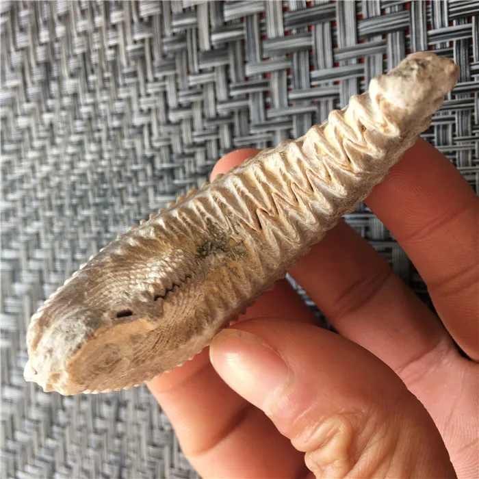 Madagascar natural oyster fossil paleontological teaching taxidermy hands play with the original stone strange stone