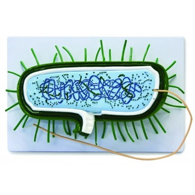 Vision Scientific VAA504 Bacterial Model 14 x 9.4 x 3 in.